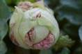 /album/kattas-blandade/rabarberblomma-jpg/