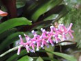 /album/kattas-blandade/dscn1700-jpg/